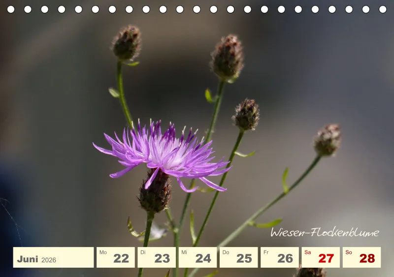 Gartenbilderbuch V