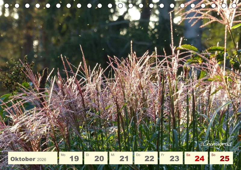 Gartenbilderbuch V