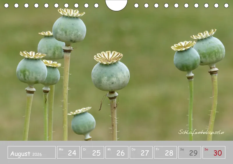 Gartenbilderbuch III