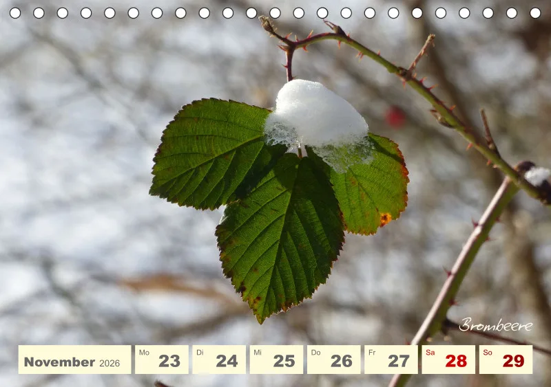 Gartenbilderbuch V