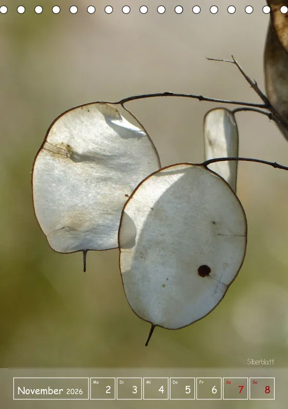 Gartenbilderbuch II