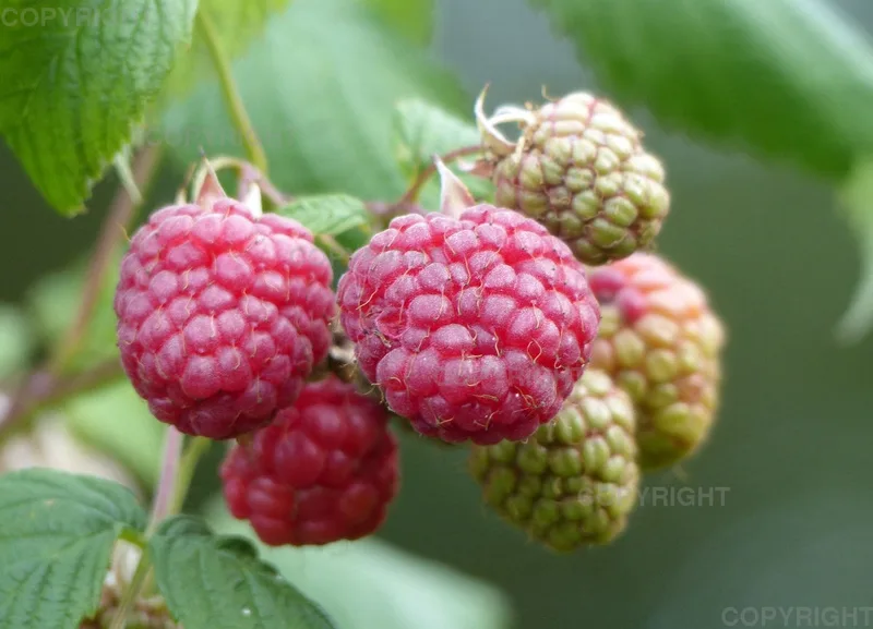Grußkarte / Himbeeren