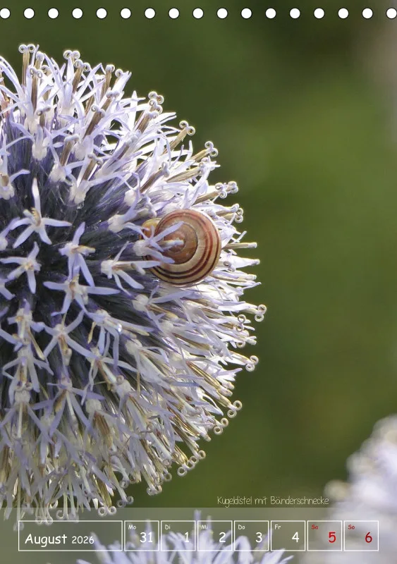 Gartenbilderbuch II