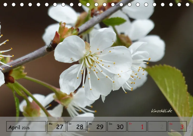 Gartenbilderbuch IV
