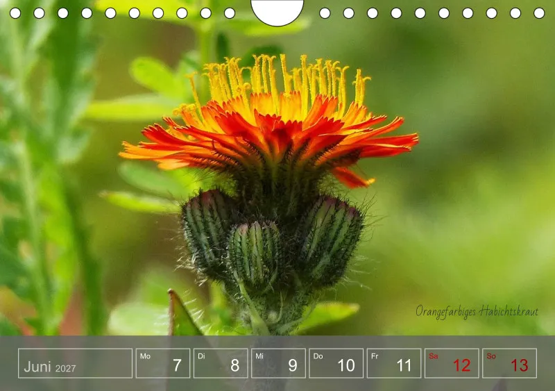 Gartenbilderbuch 2027