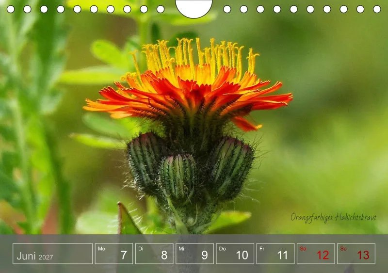 Gartenbilderbuch 2027