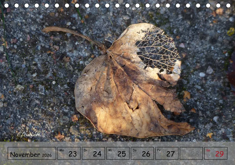 Gartenbilderbuch IV