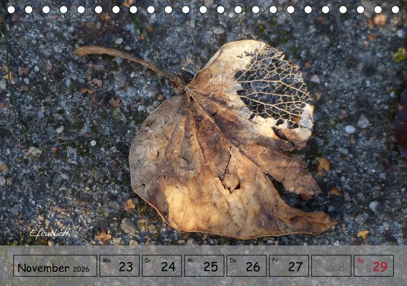 Gartenbilderbuch IV