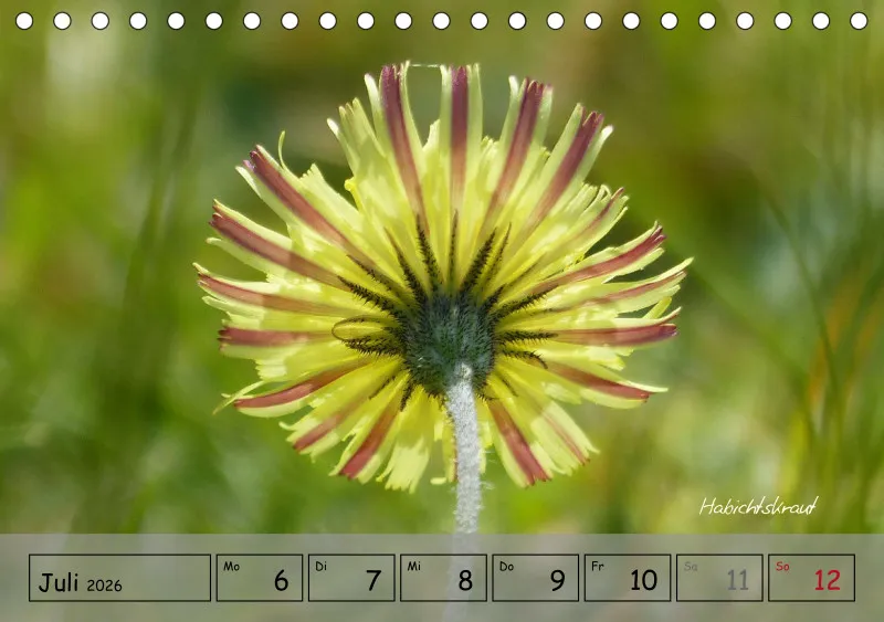 Gartenbilderbuch IV