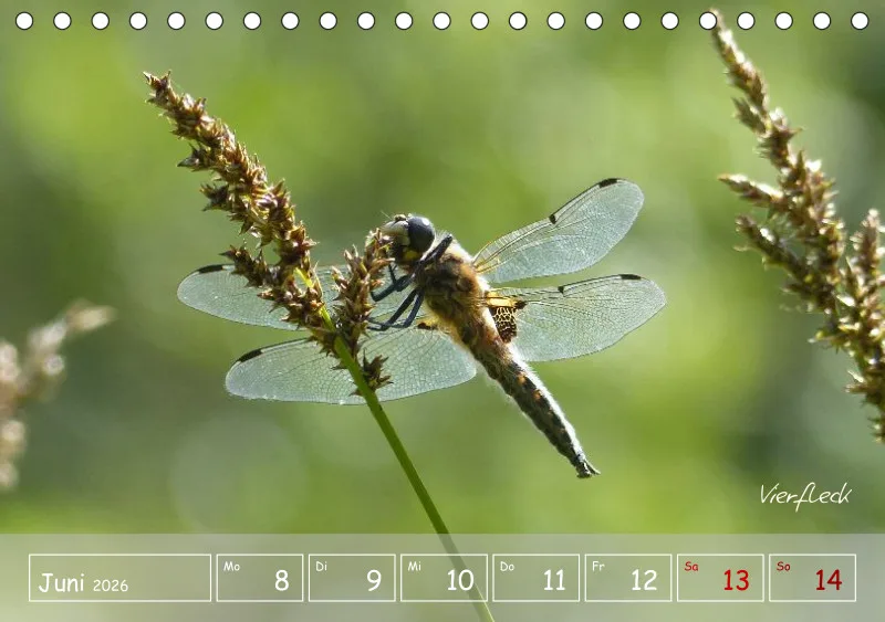 Gartenbilderbuch VI