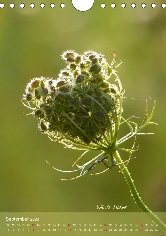 Allerweltspflanzen - wunderschön! II