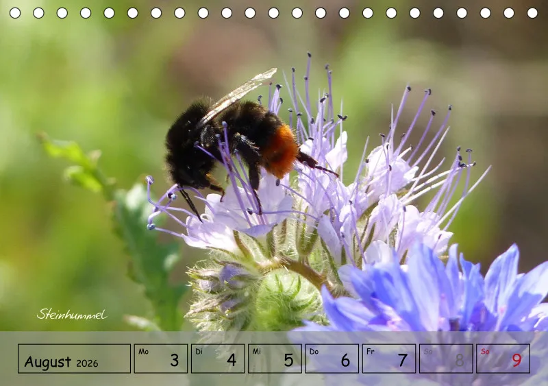 Gartenbilderbuch IV