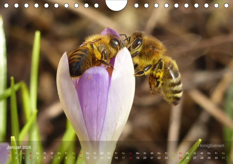 Sechsbeinige Gartengesellen