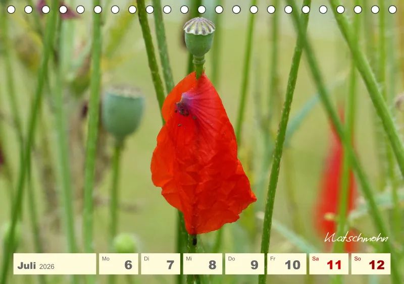 Gartenbilderbuch V