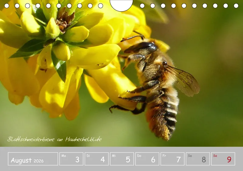 Gartenbilderbuch III