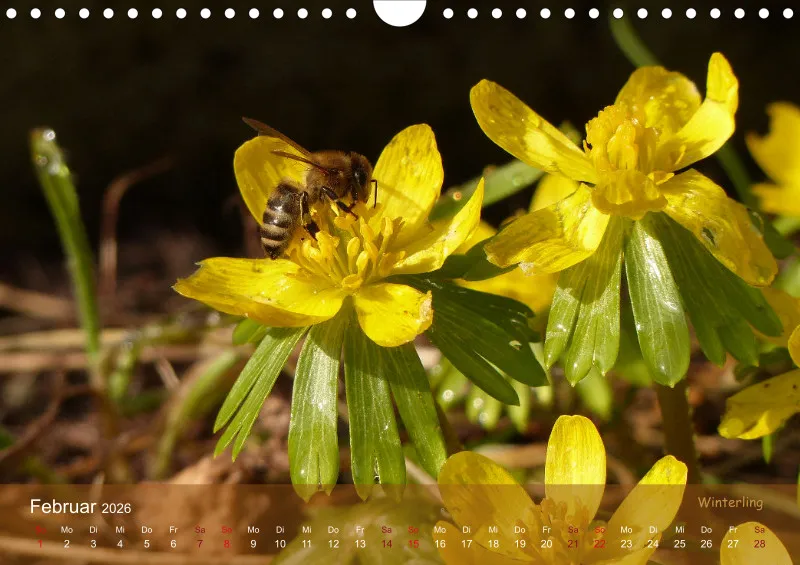 Allerweltspflanzen - wunderschön! I