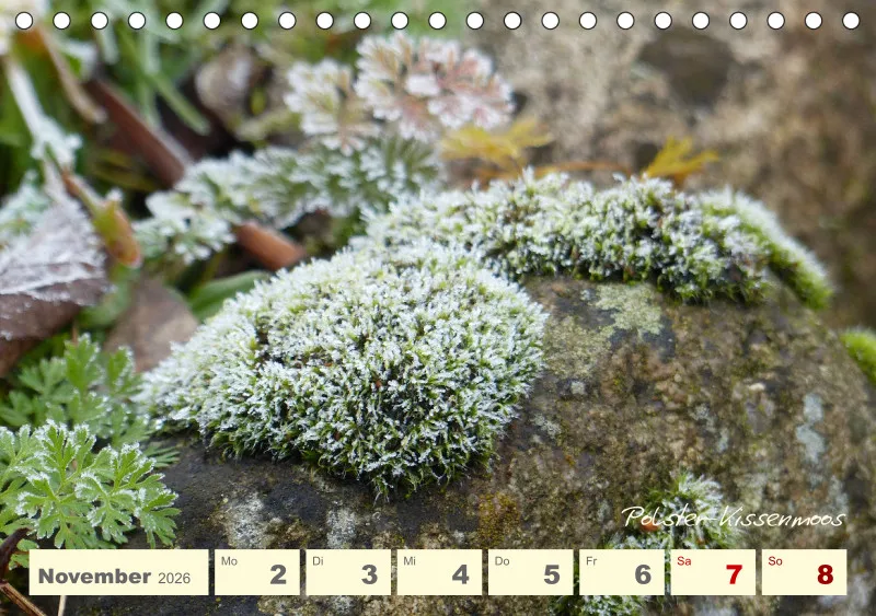 Gartenbilderbuch V