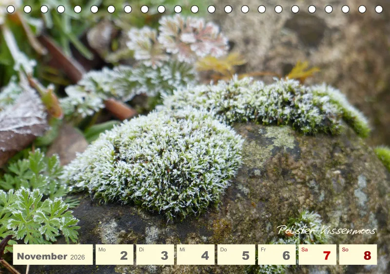 Gartenbilderbuch V