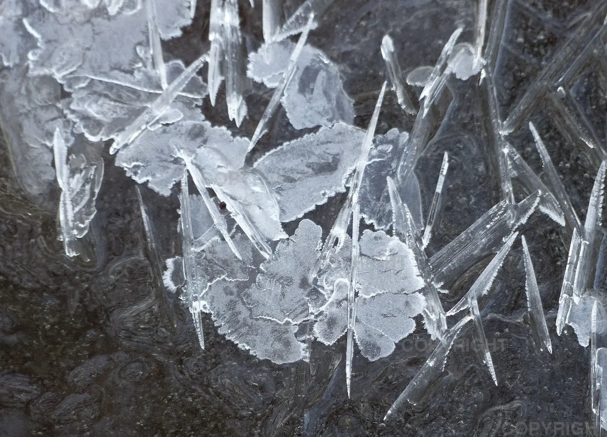 Grußkarte / Eisblumen