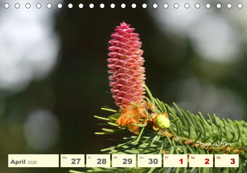 Gartenbilderbuch V