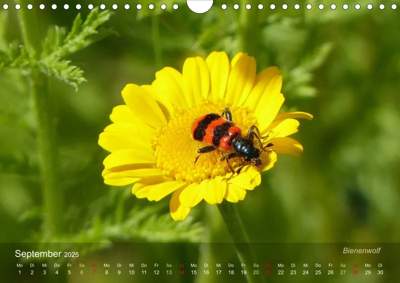 sechsbeinige Gartengesellen