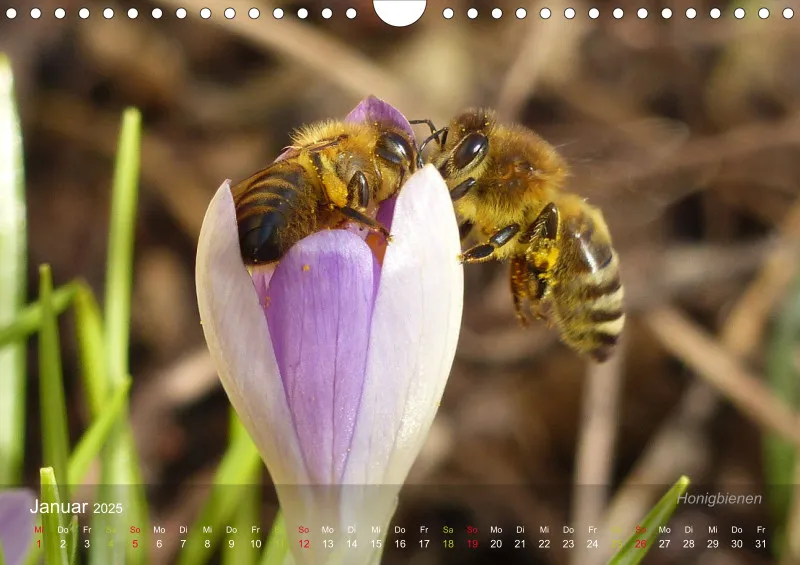 sechsbeinige Gartengesellen