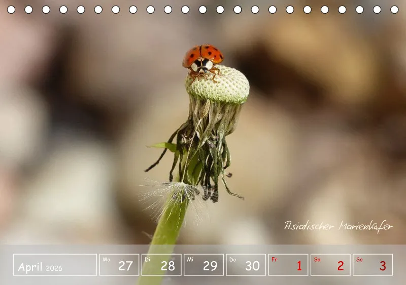 Gartenbilderbuch VI