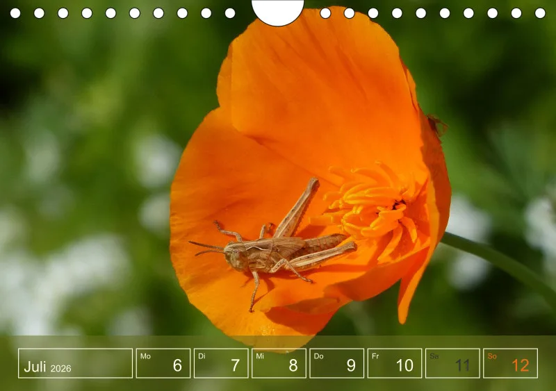 Gartenbilderbuch I