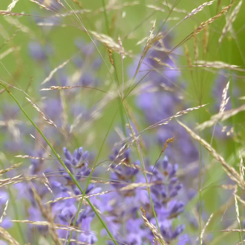 Kissen: Gräser und Lavendel