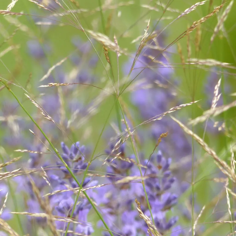 Kissen: Gräser und Lavendel