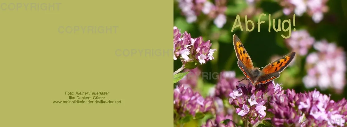 Klappkarte / Schmetterling: Abflug!