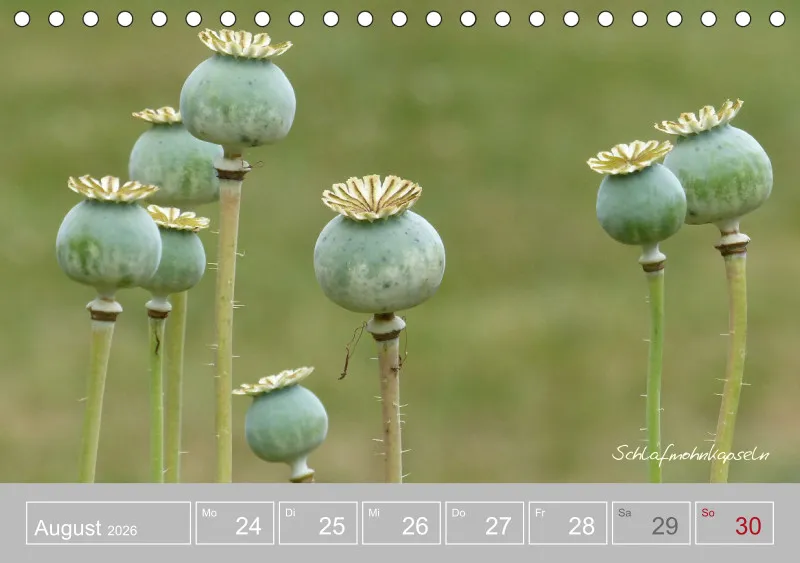 Gartenbilderbuch III