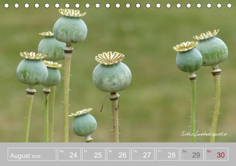 Gartenbilderbuch III