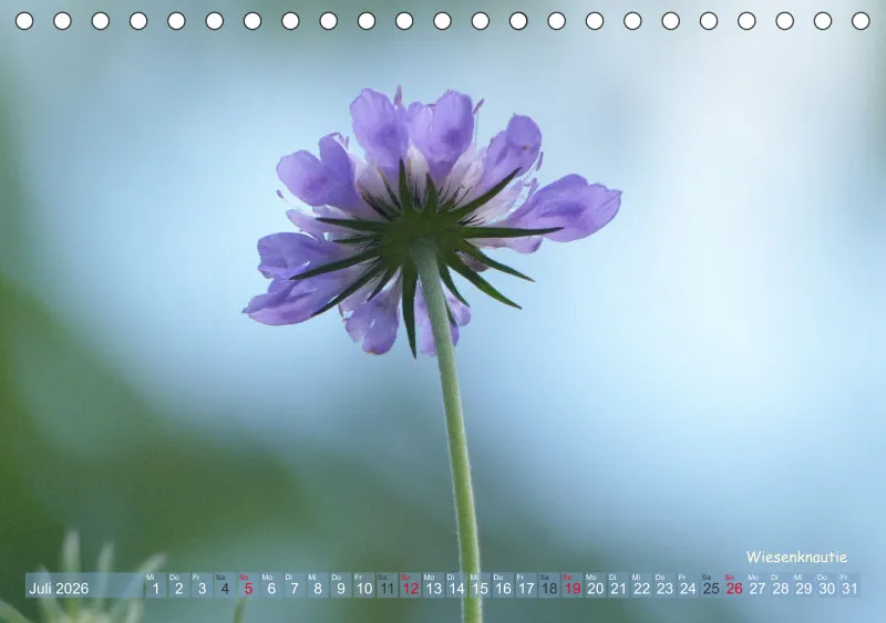 Allerweltspflanzen - wunderschön!
