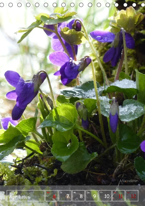 Gartenbilderbuch II
