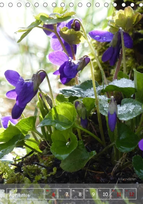 Gartenbilderbuch II