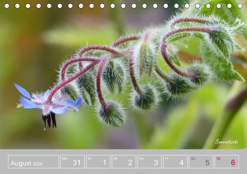 Gartenbilderbuch III