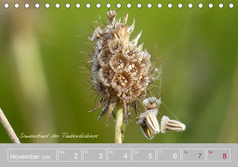 Gartenbilderbuch III