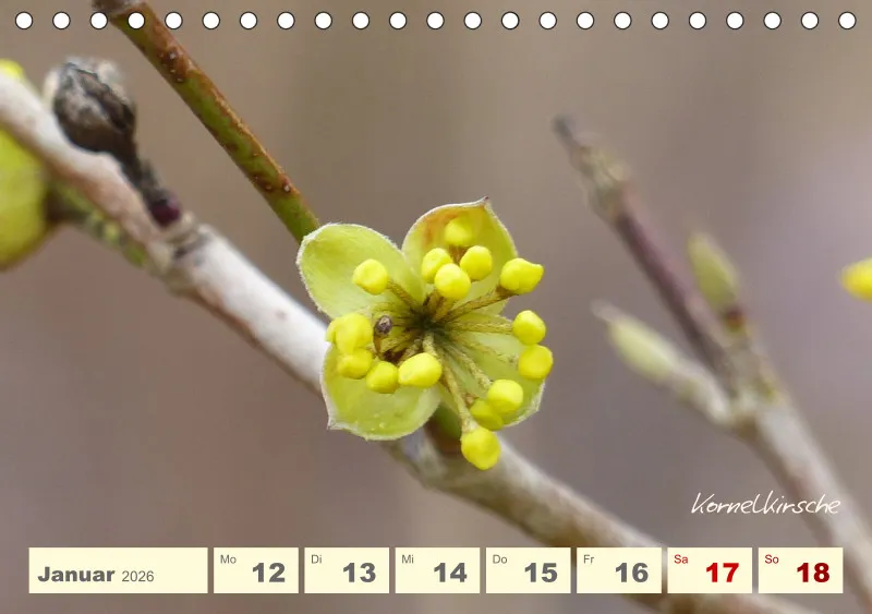 Gartenbilderbuch V