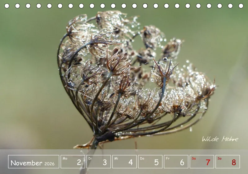 Gartenbilderbuch VI