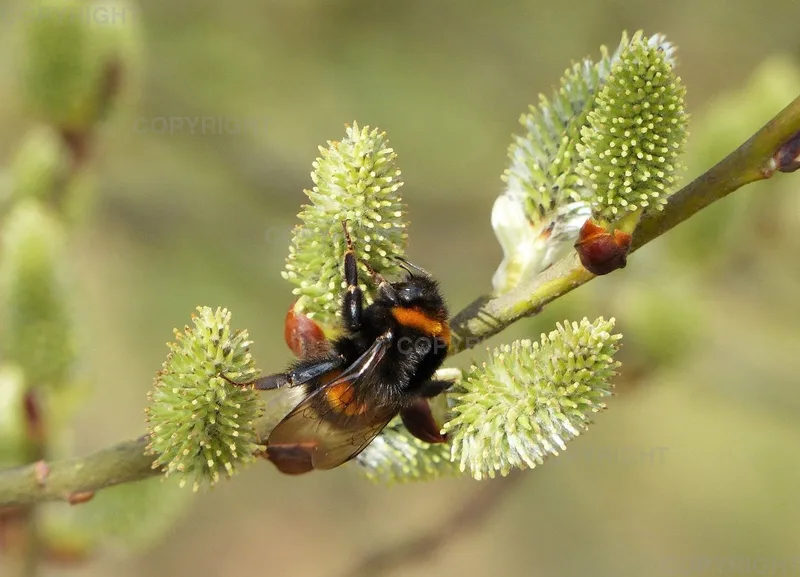 Grußkarte / Hummel an Weidenkätzchen