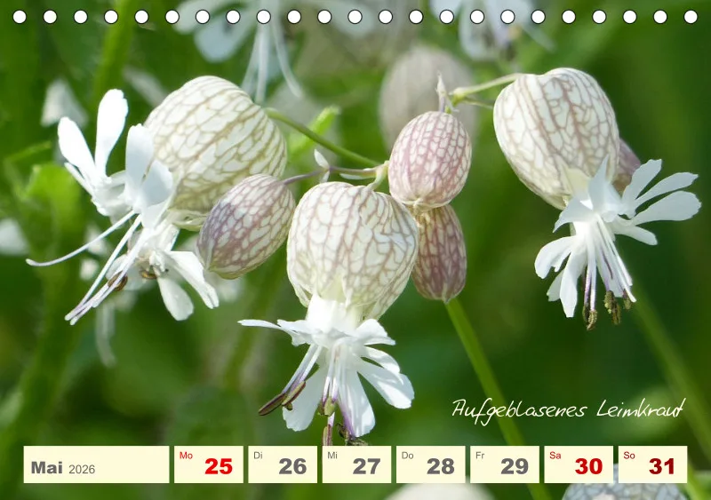 Gartenbilderbuch V