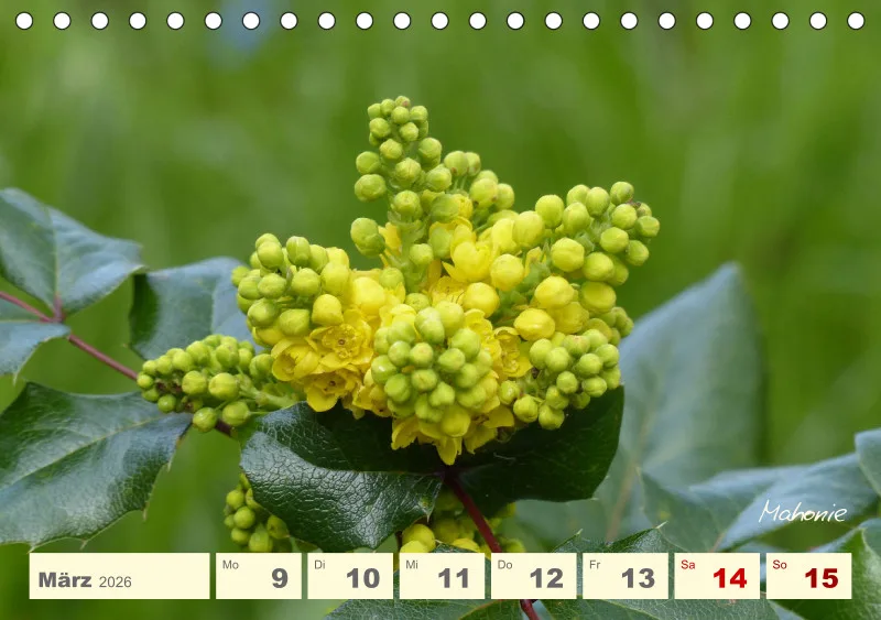 Gartenbilderbuch V