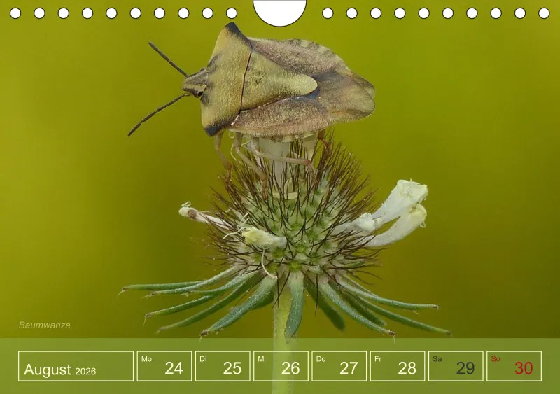 Gartenbilderbuch I