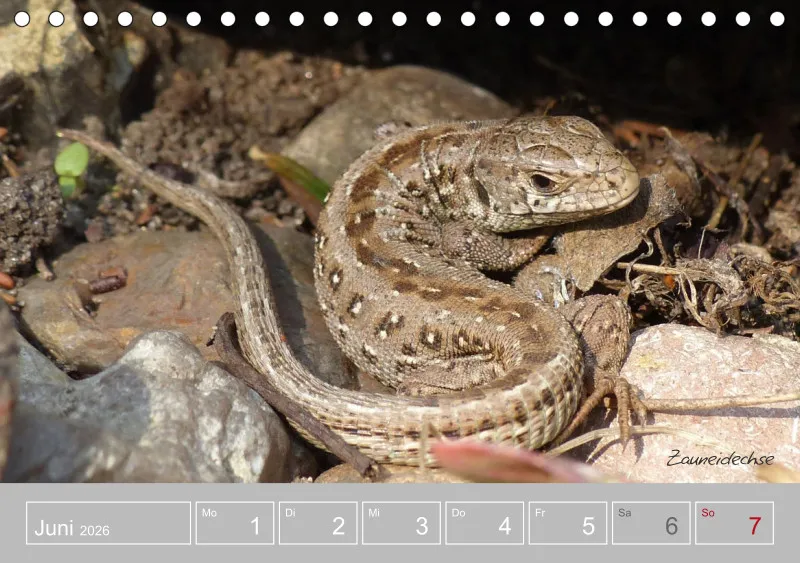 Gartenbilderbuch III