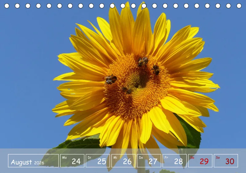 Gartenbilderbuch VI