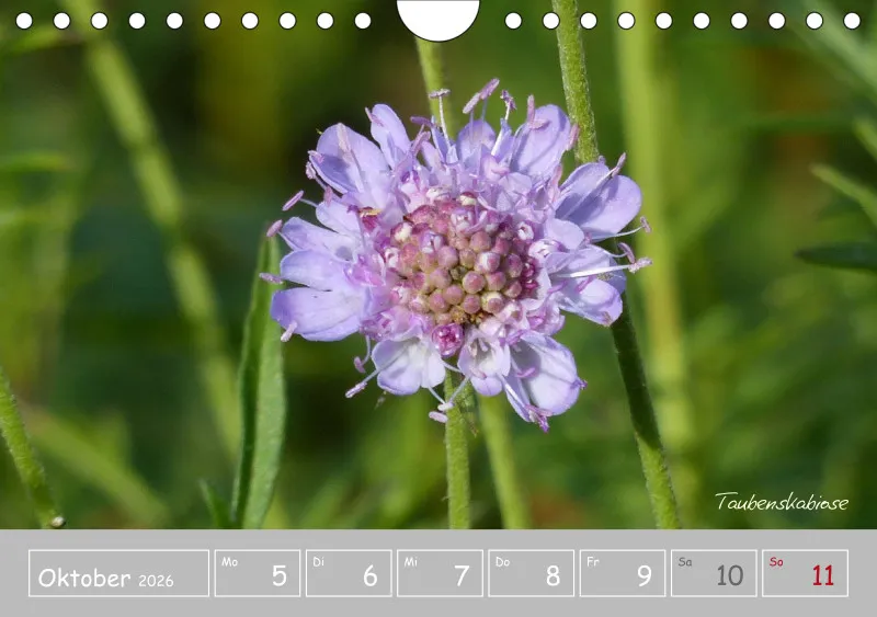 Gartenbilderbuch III