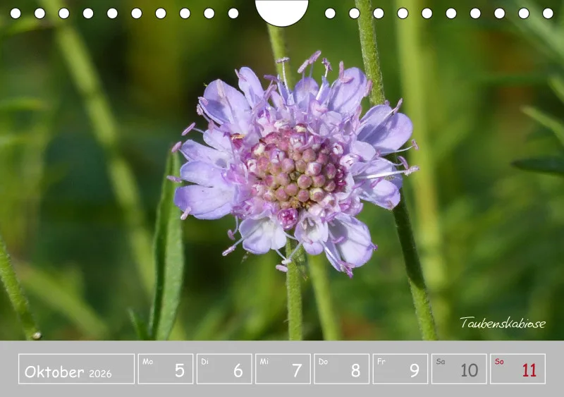 Gartenbilderbuch III