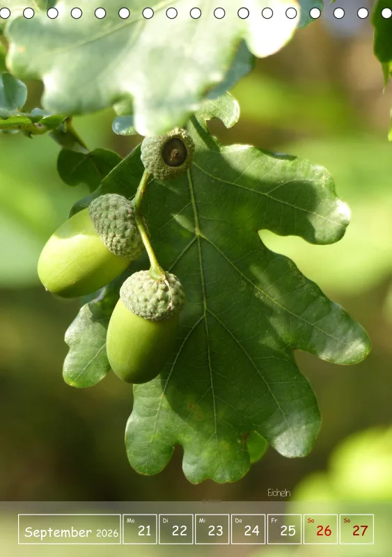 Gartenbilderbuch II