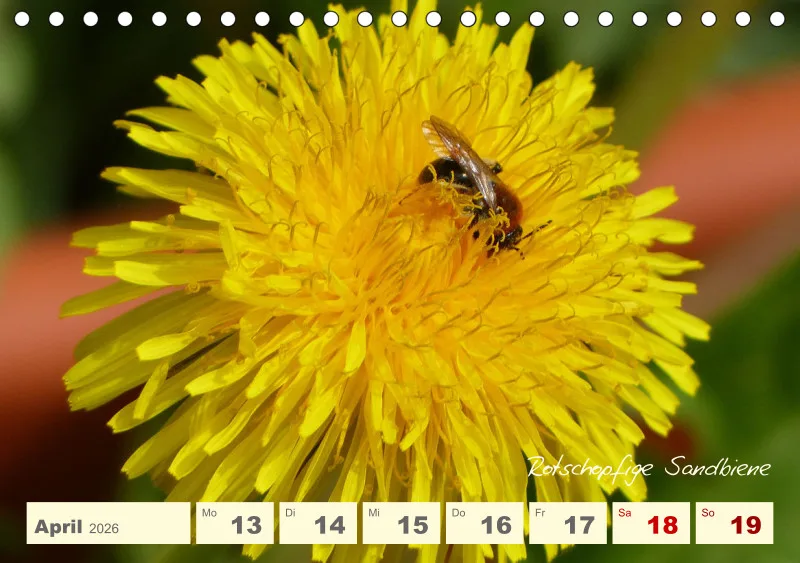 Gartenbilderbuch V